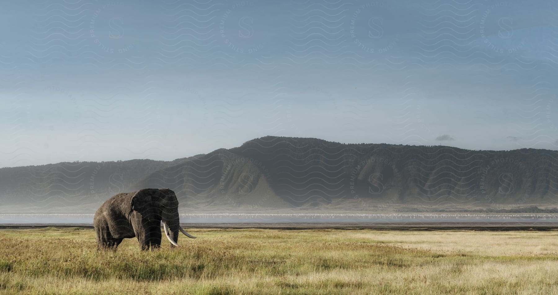 Elephant grazes in a field along the coast with mountains in the distance