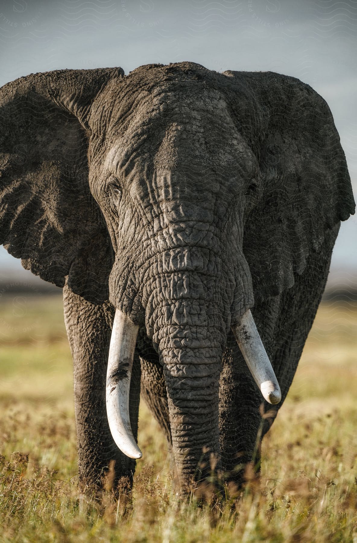 A majestic elephant with large tusks is standing in a grassy field.