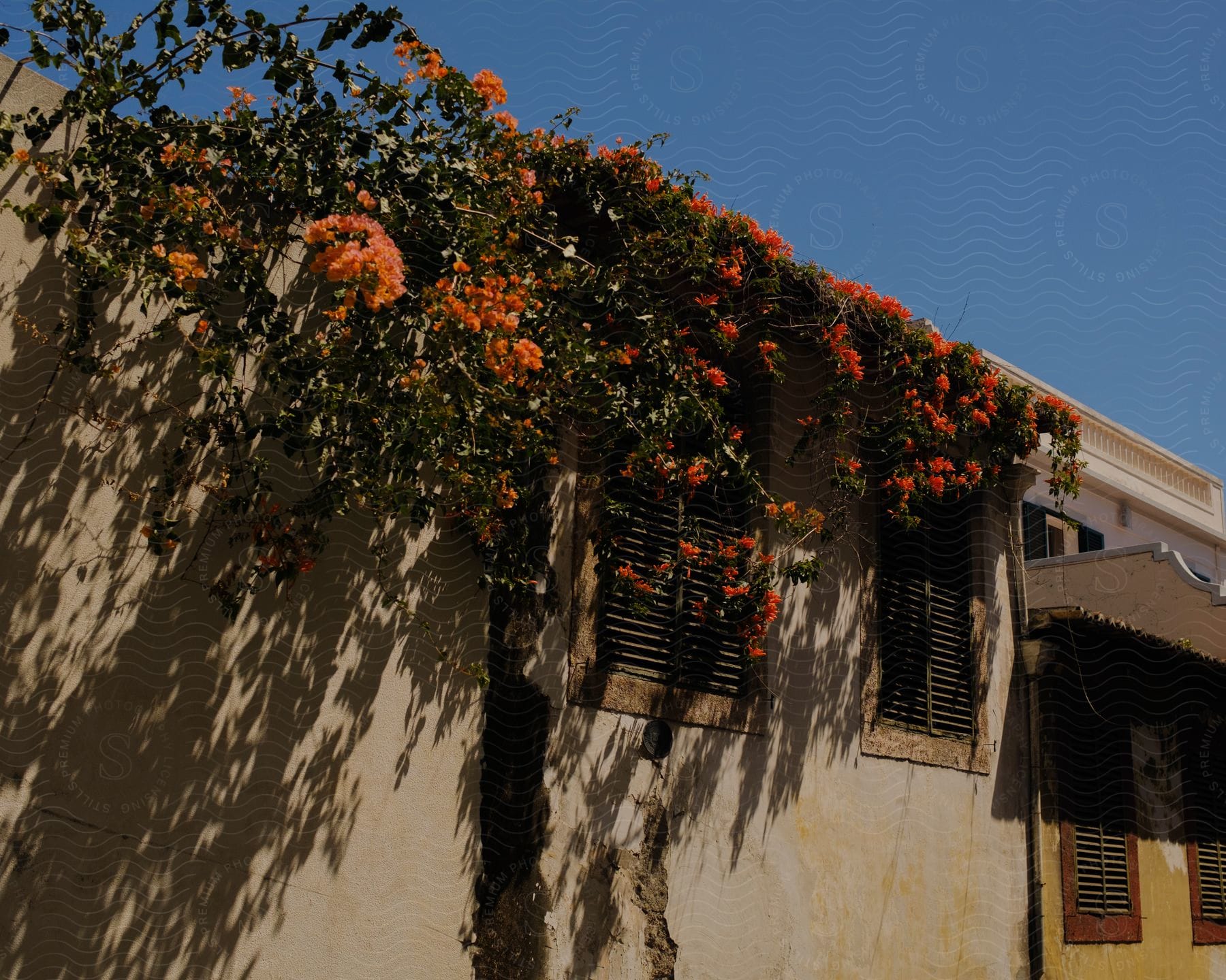 Some flowers growing on vines along the side of a building