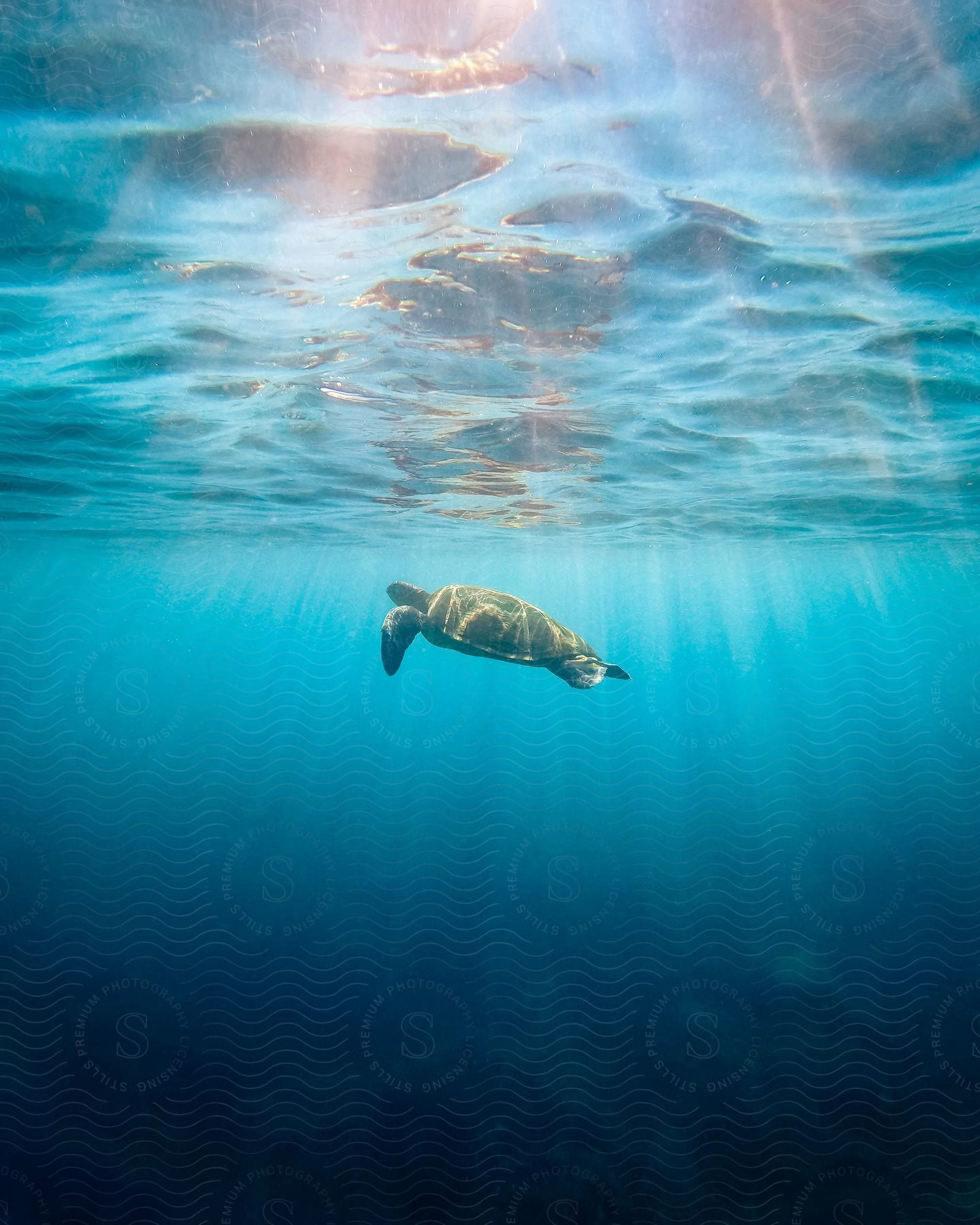 Sea turtle swimming alone in crystal blue water with sunlight filtering into the ocean.