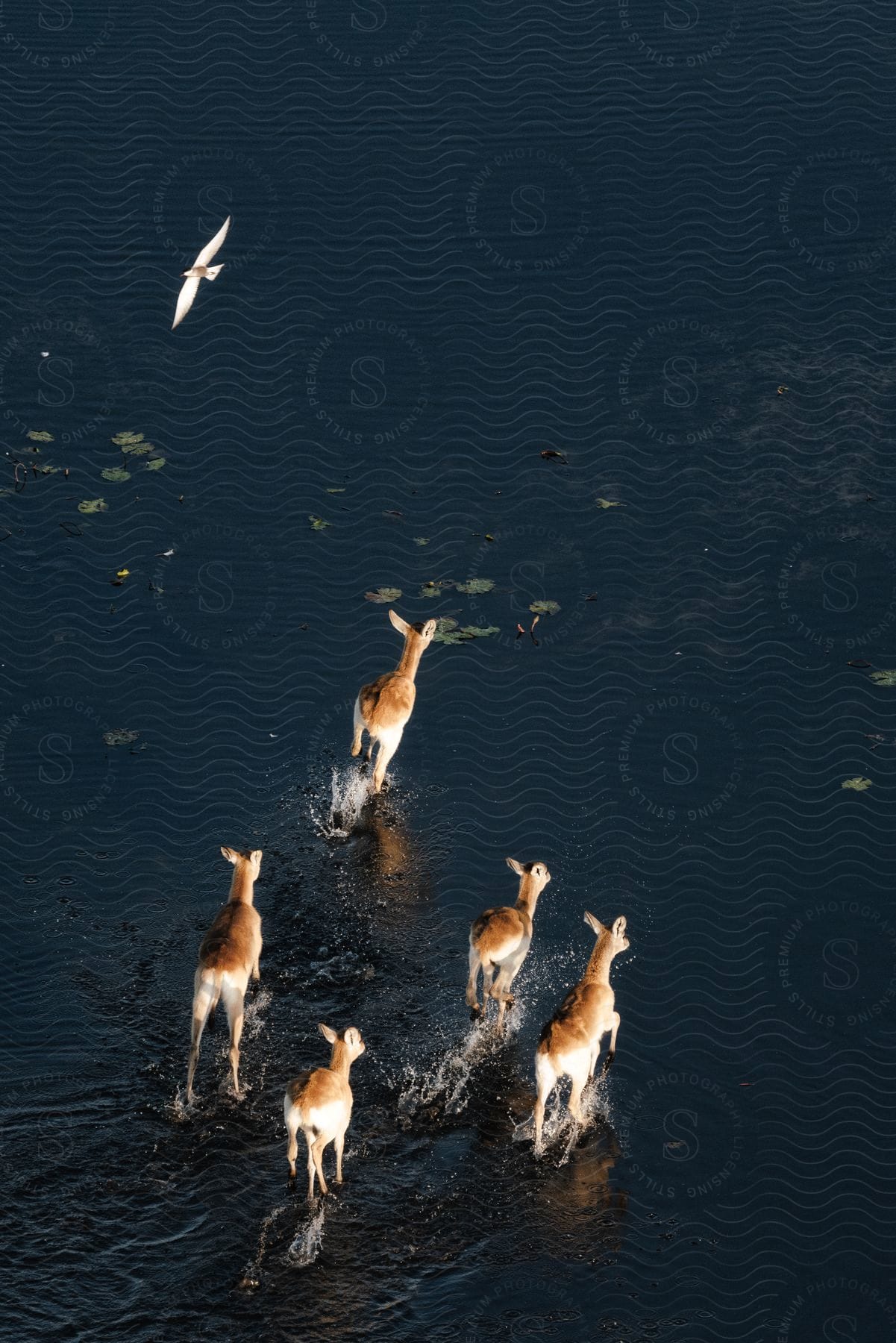 A graceful heron soars above as a herd of deer daintily traverses a shimmering pond