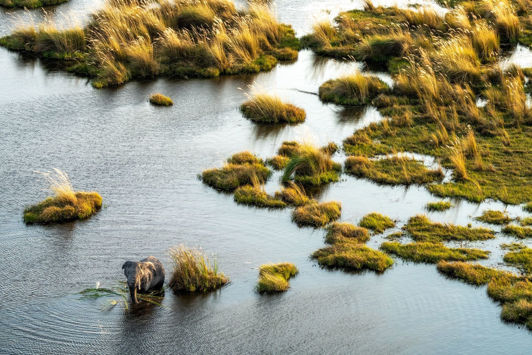 An elephant cools itself off in a shallow watering hole on a sunny day.