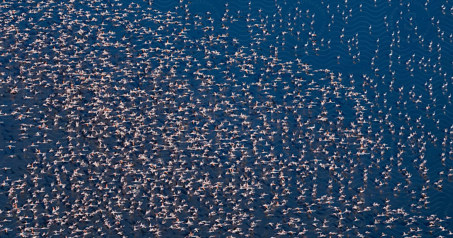 Stock photo of a mesmerizing aerial view captures a breathtaking spectacle of countless flamingos, their vibrant pink plumage contrasting against the tranquil blue waters of a shallow lake