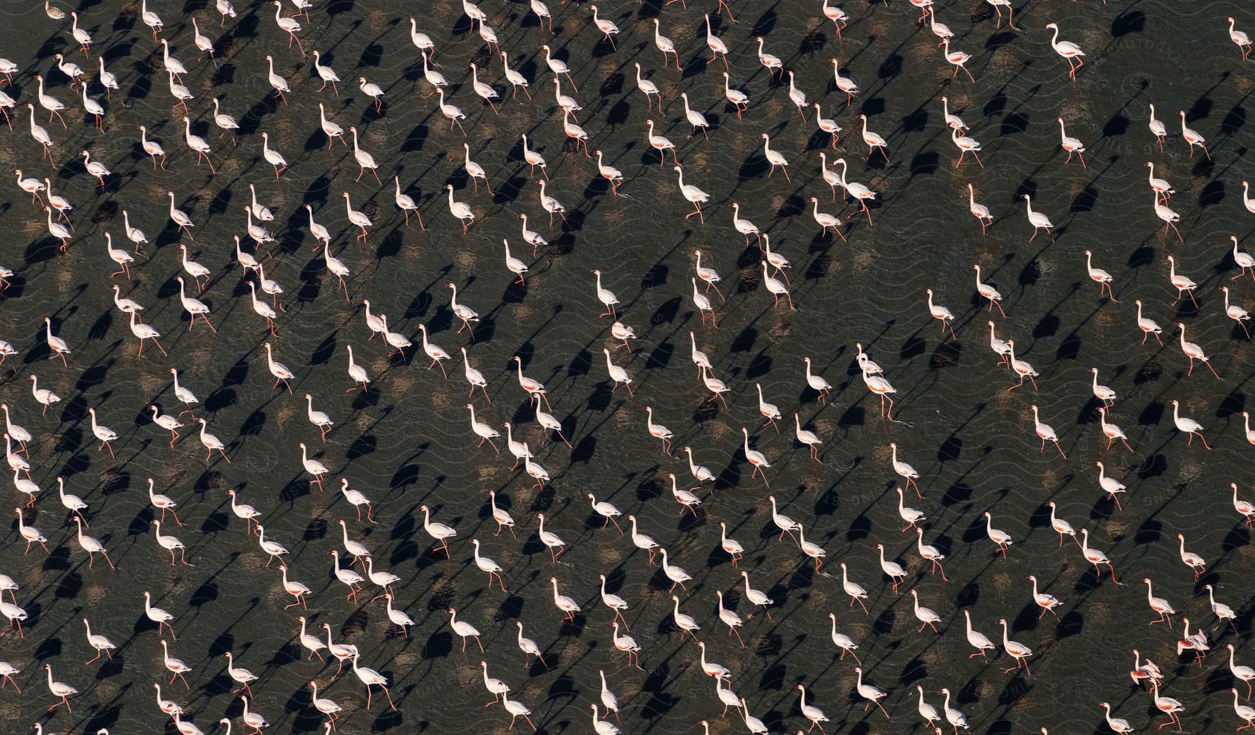 An aerial clip of flocks of birds on the soil