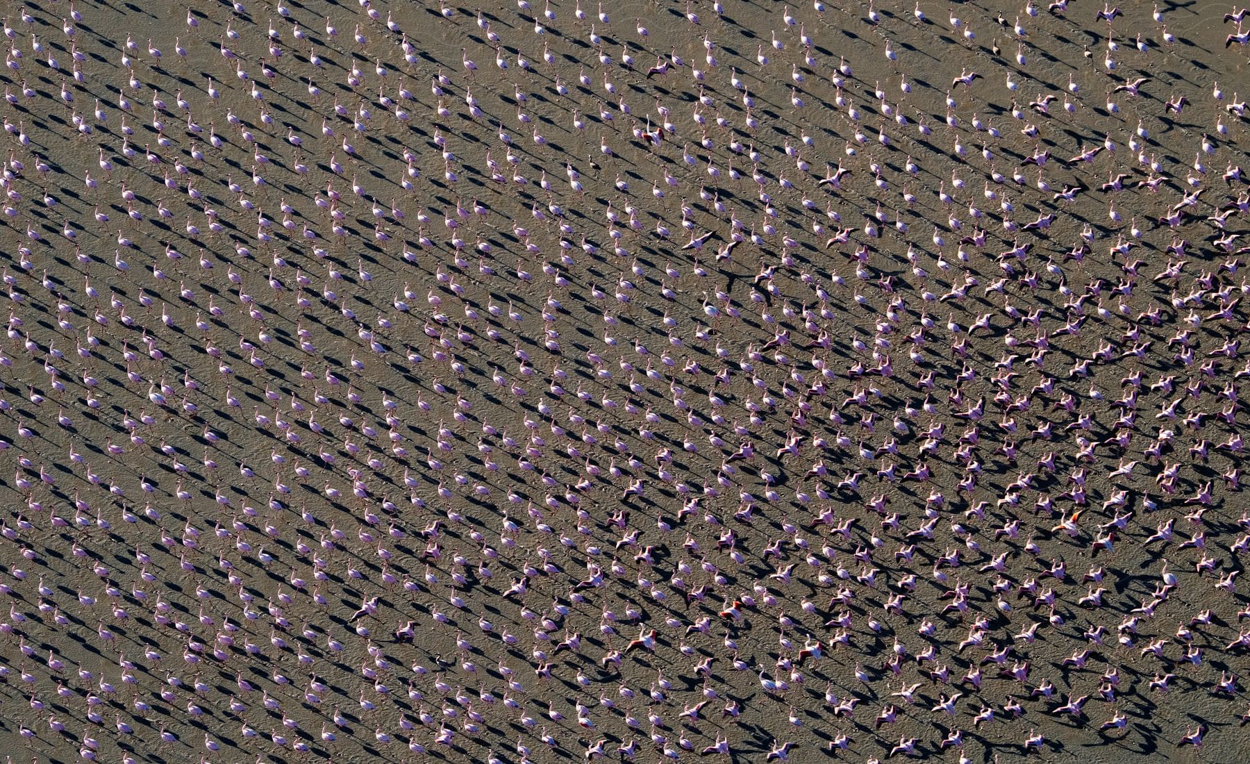 A breathtaking aerial perspective reveals a vast sea of pink as countless flamingos gather in an astonishing natural spectacle.