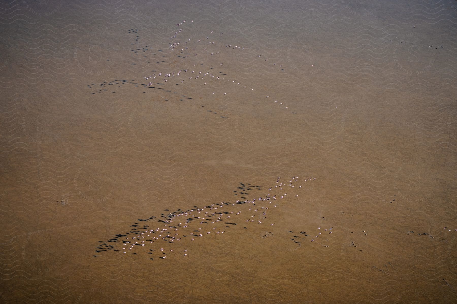 Stock photo of an aerial clip of a flock of white birds