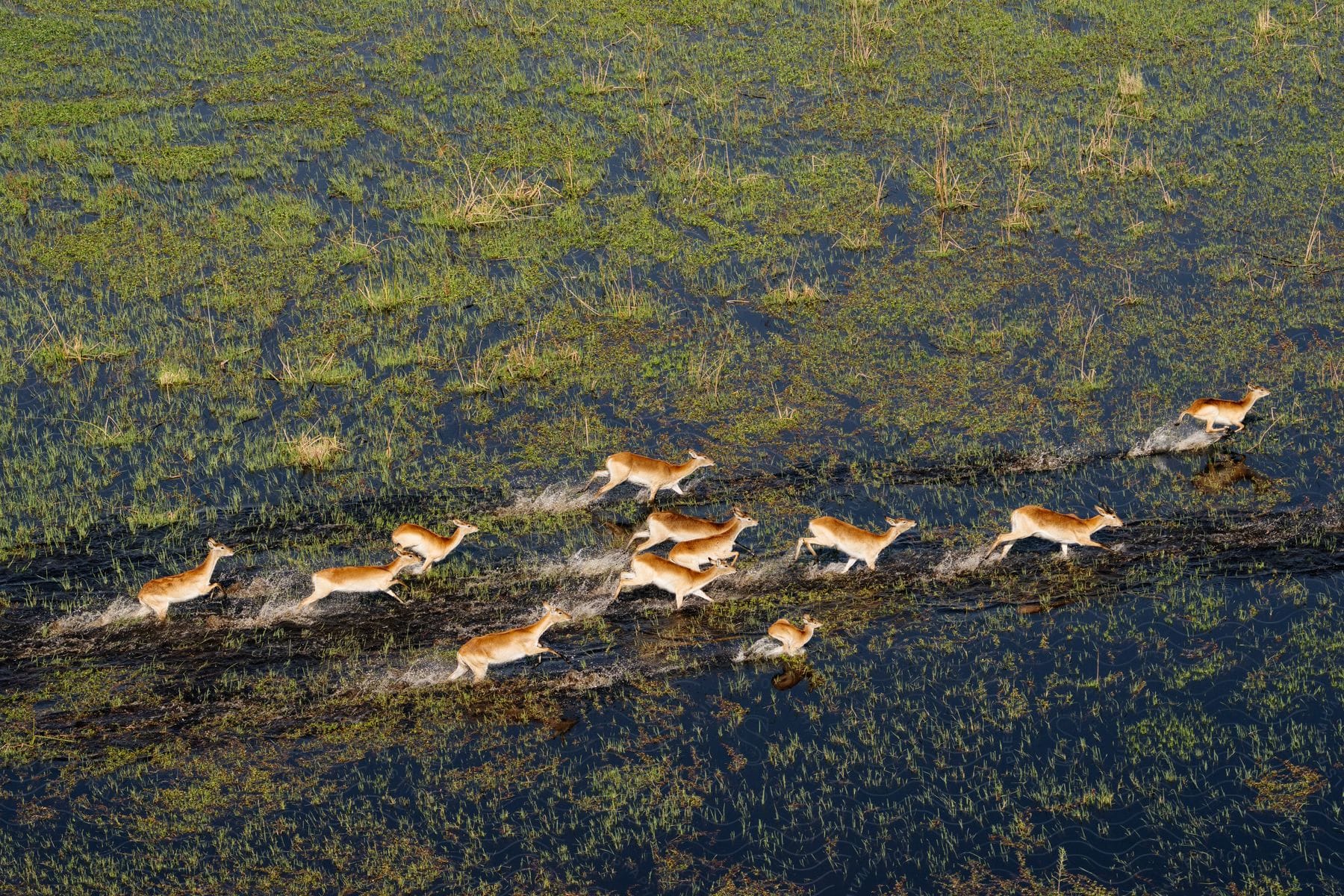 aerial view of a herd of deer running across a marsh wet field  edit