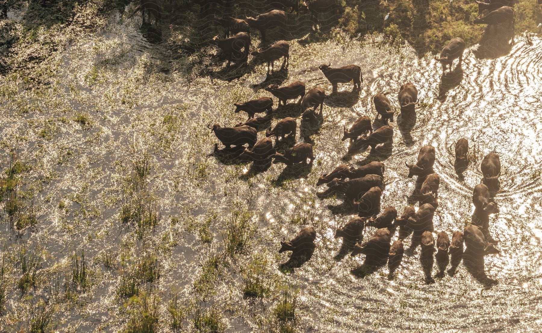 Stock photo of an aerial view of a large herd of water buffalo huddling together in a swamp field.