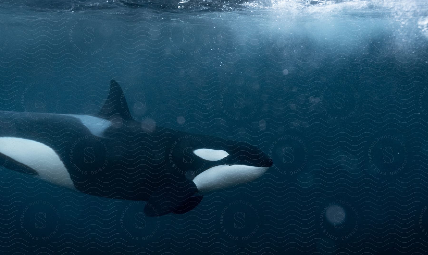 Orca whale swims underwater as light shines from above