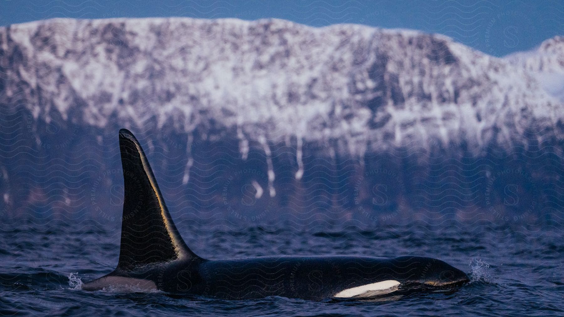 A majestic orca breaches the icy surface of the Arctic Ocean, its powerful body gleaming in the sunlight as it takes a life-sustaining breath.