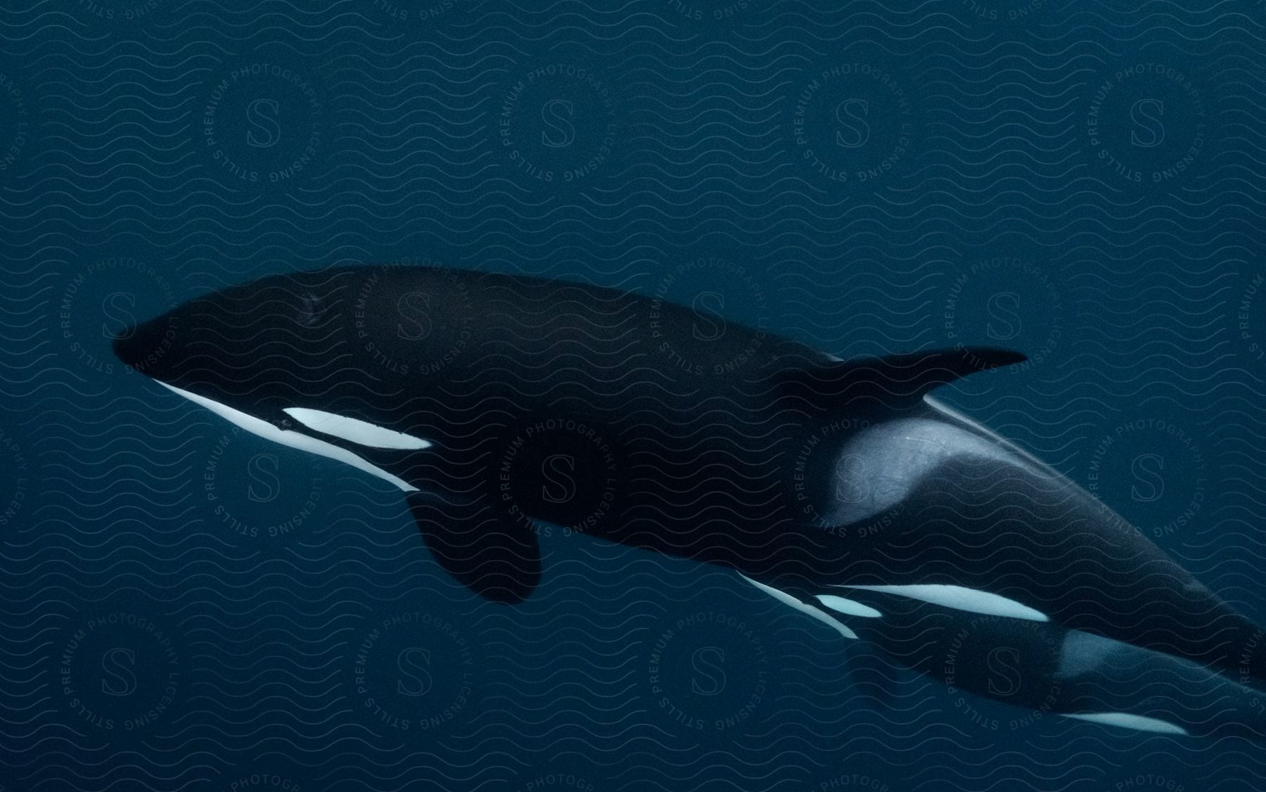 An orca swims through water