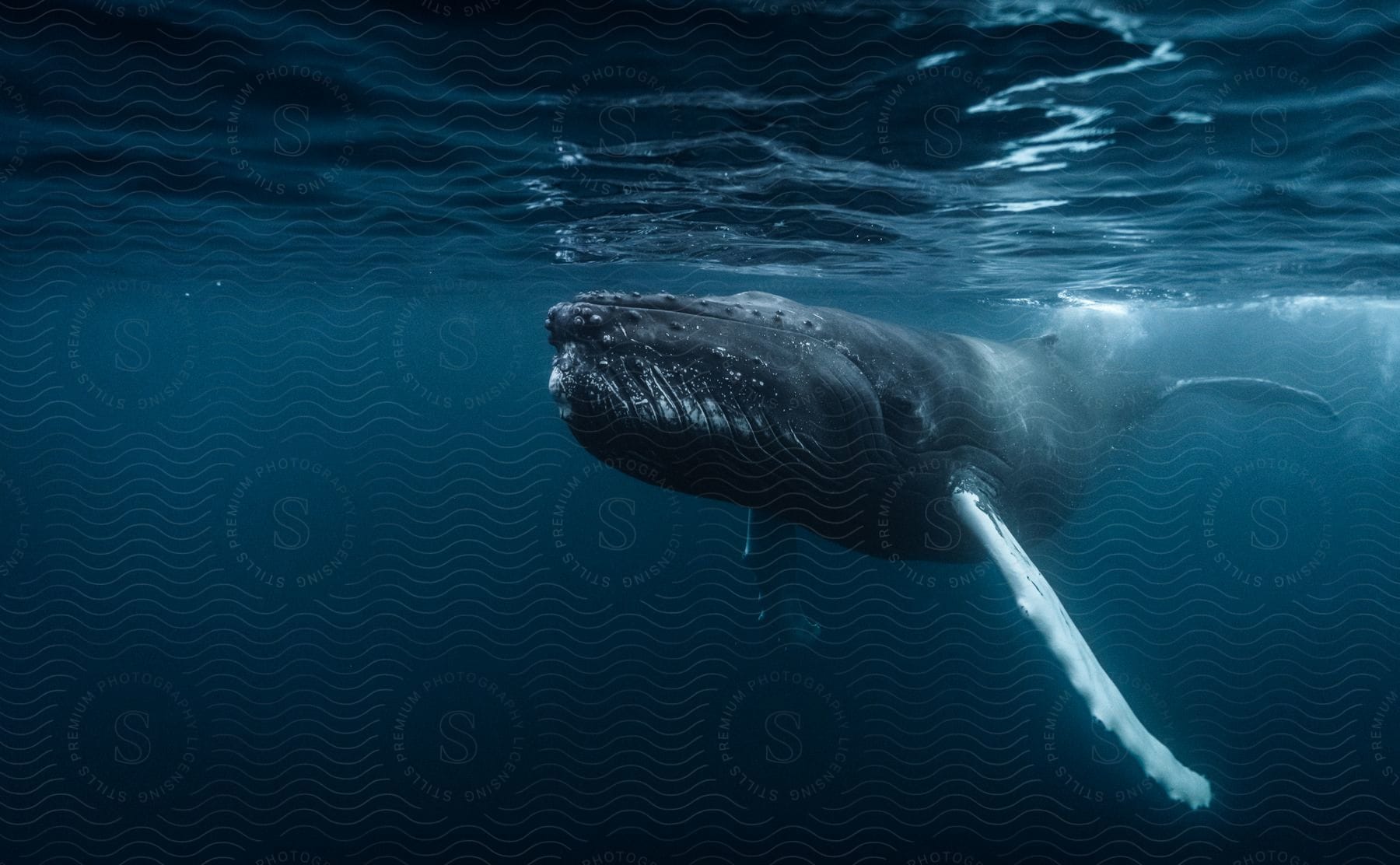 Humpback whale in a blue ocean close to the surface.