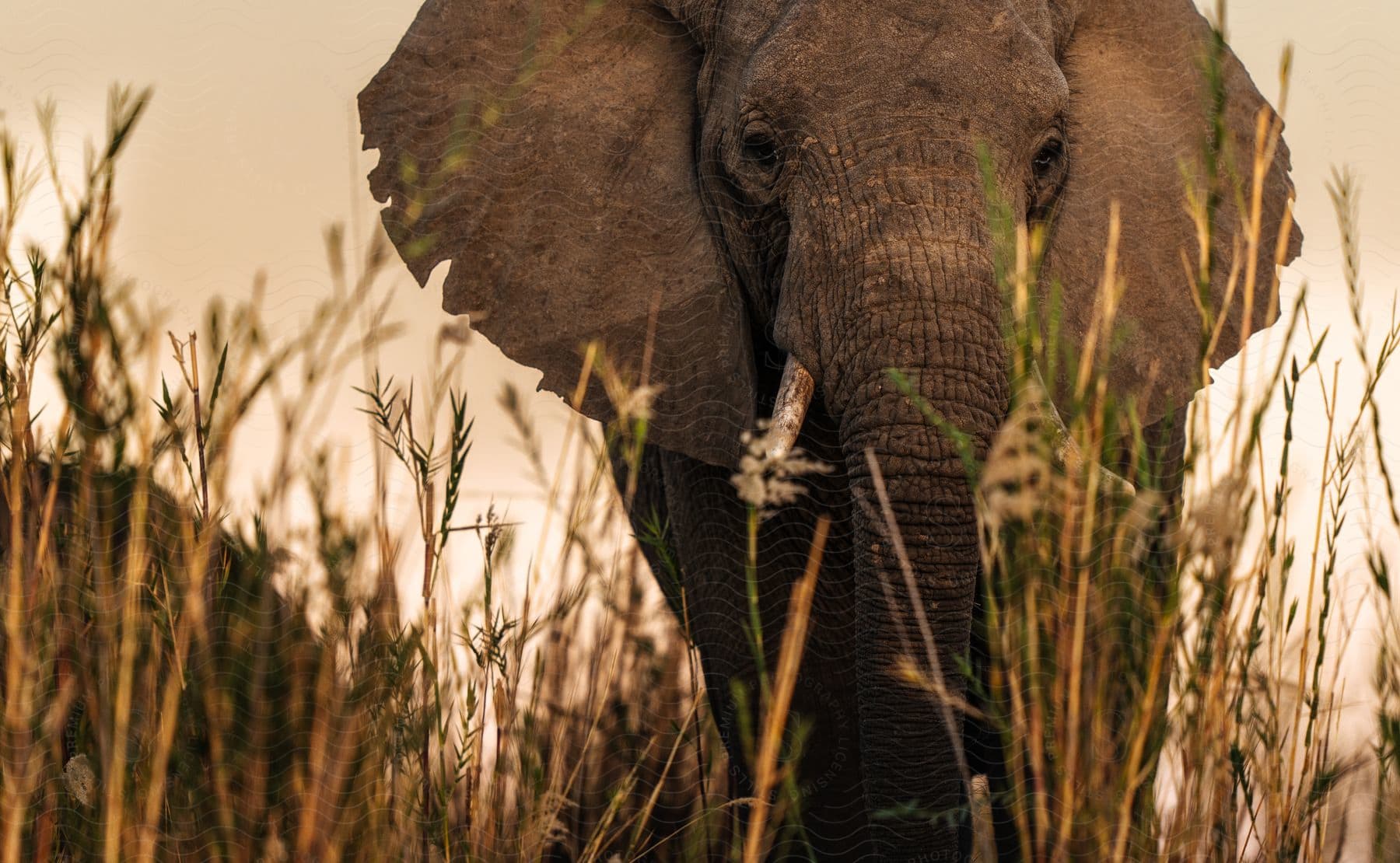 Close-up of an elephant's face peeking through tall grass.