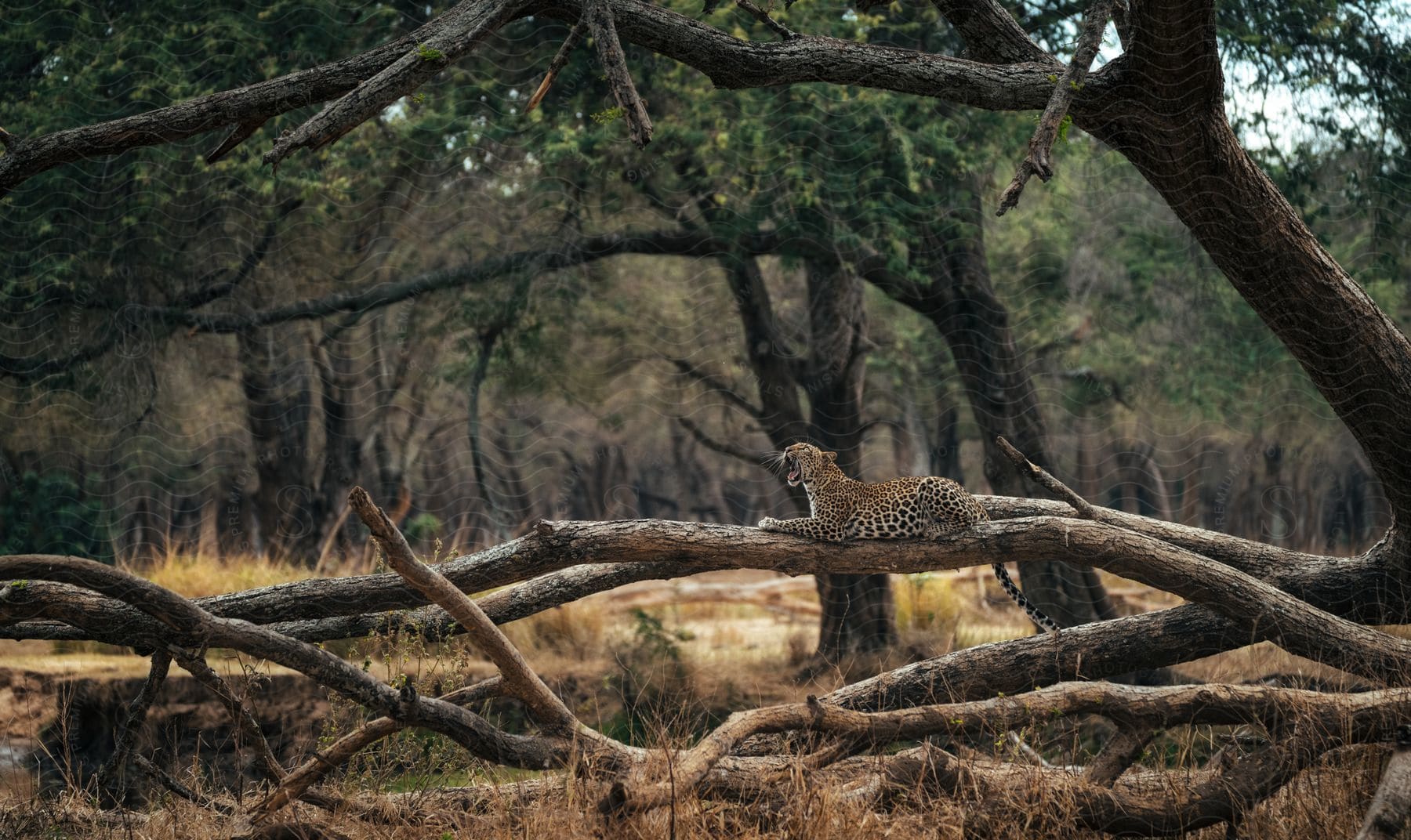 A cheetah lying on a tree branch in a woodland area the background is filled with trees and vegetation.