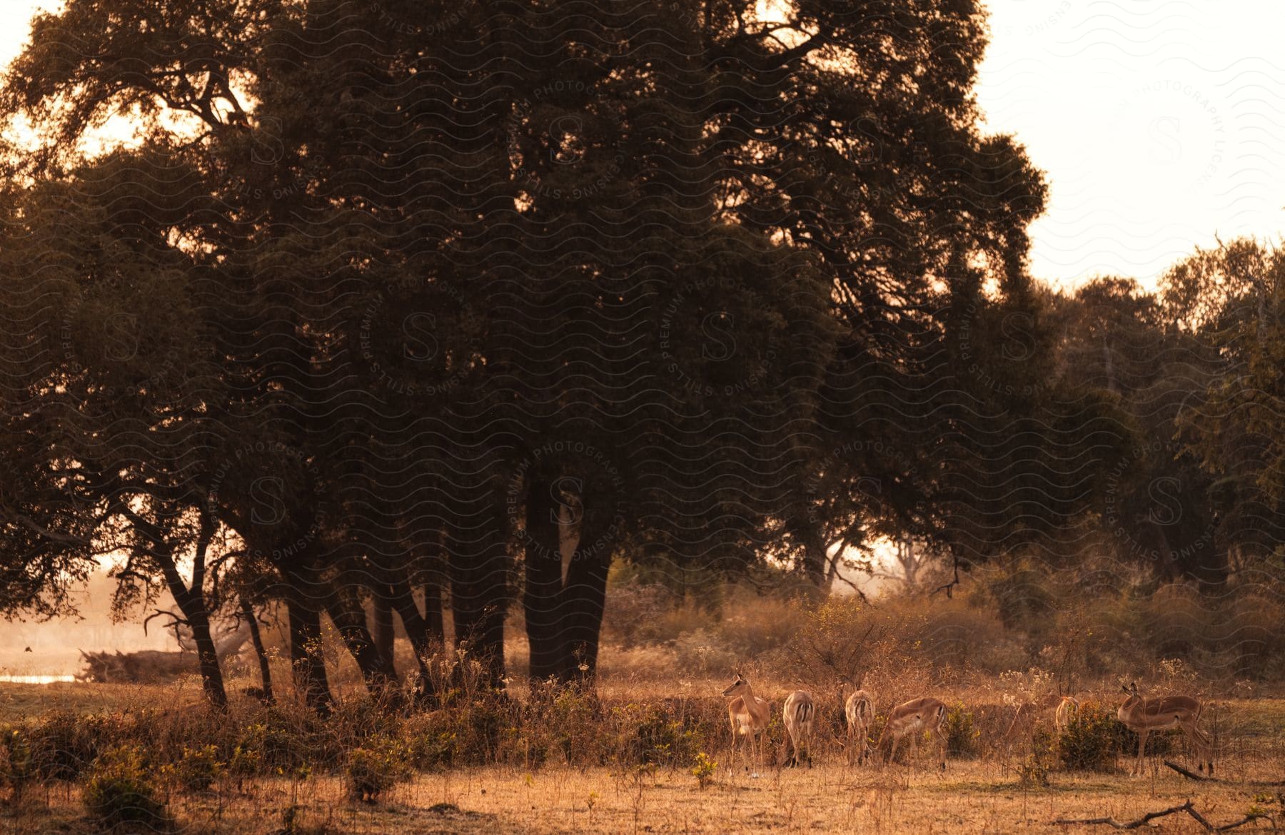 A small herd of female blackbuck antelope is grazing on grass in a natural landscape.