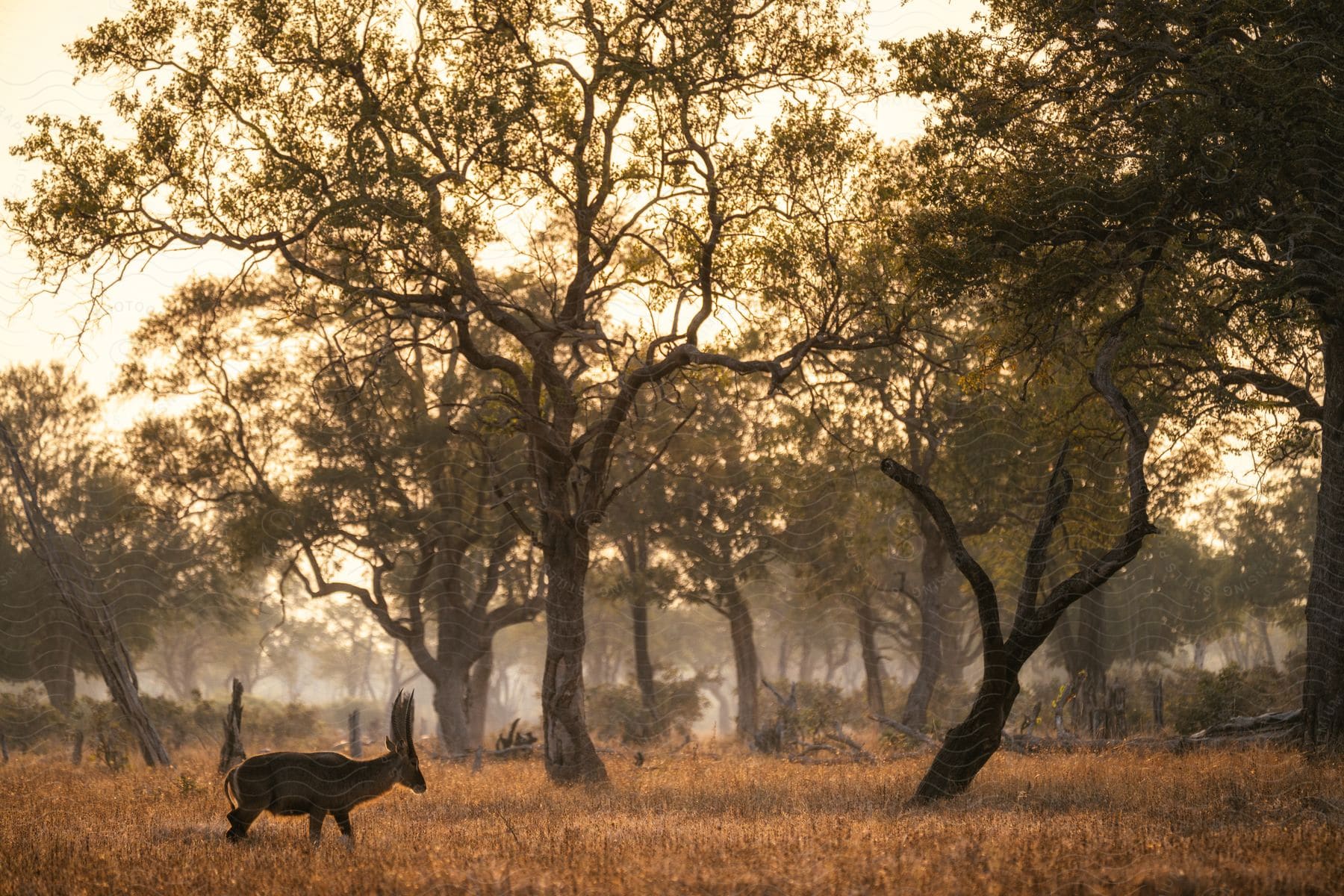 A goat with long horns in a jungle, surrounded by trees and dry grasses on a sunny day.