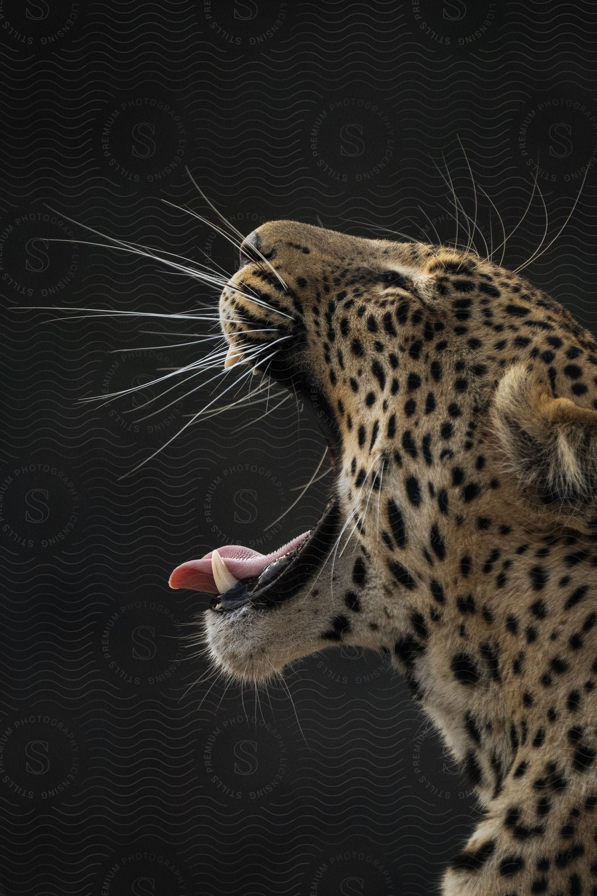 Side close-up of a leopard with its mouth open, showing its tongue and whiskers against a dark background.