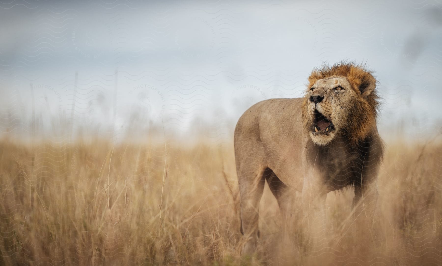 Stock photo of a lion roaring while standing in a grassland