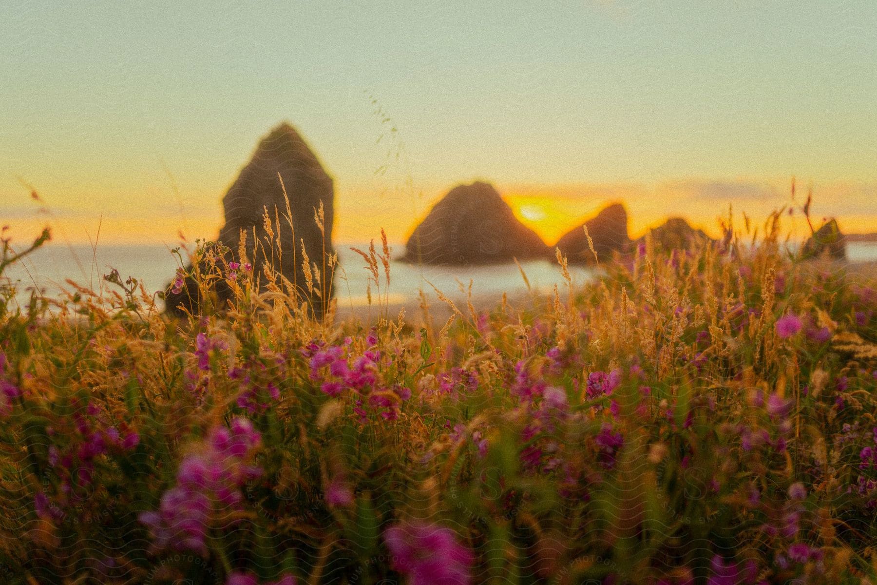 A sunset view with vibrant wildflowers in the foreground and sea stacks in the background.