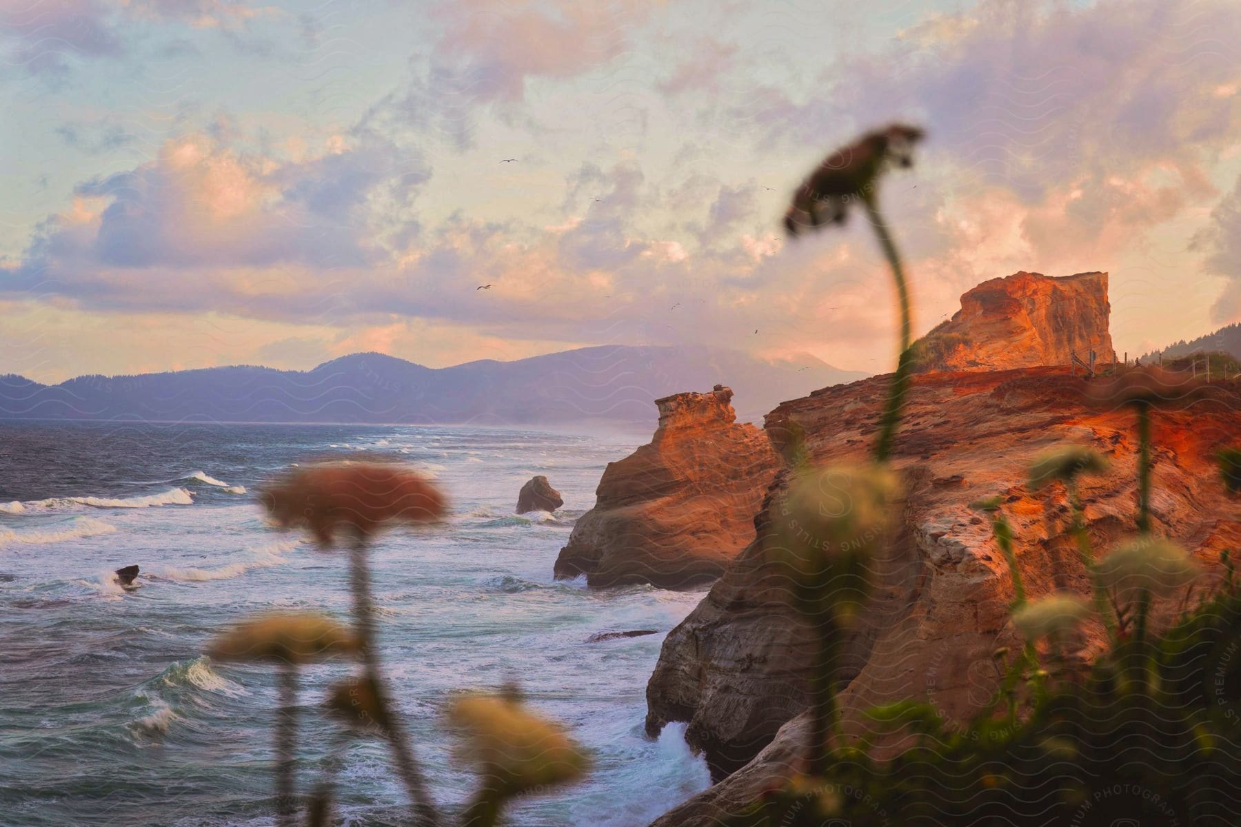 Dandelions bloom over a rocky coastal area