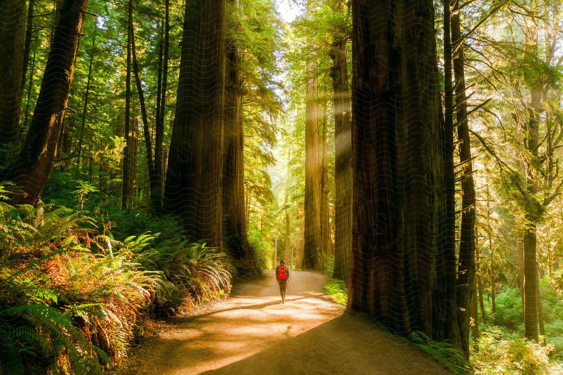 A person is walking down a dirt road in a forest with huge trees and sunlight peaking through the trees.