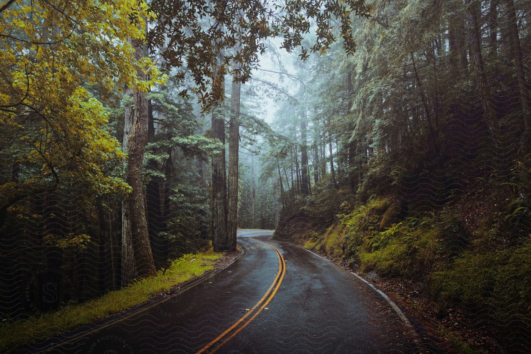 Winding asphalt road running through a foggy forest.