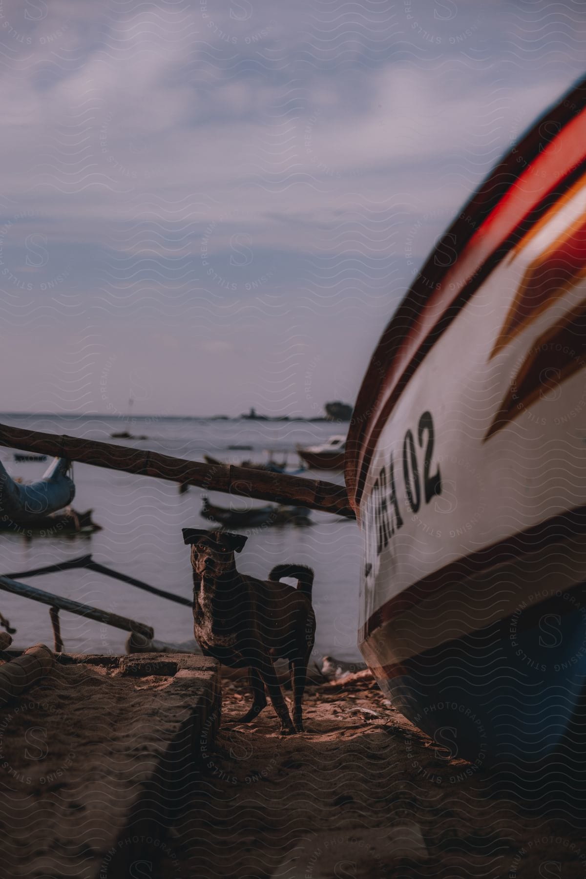 A dog standing on the sand near a boat. The dog seems to be looking at the camera, while the boat displays colored stripes and the number 02.