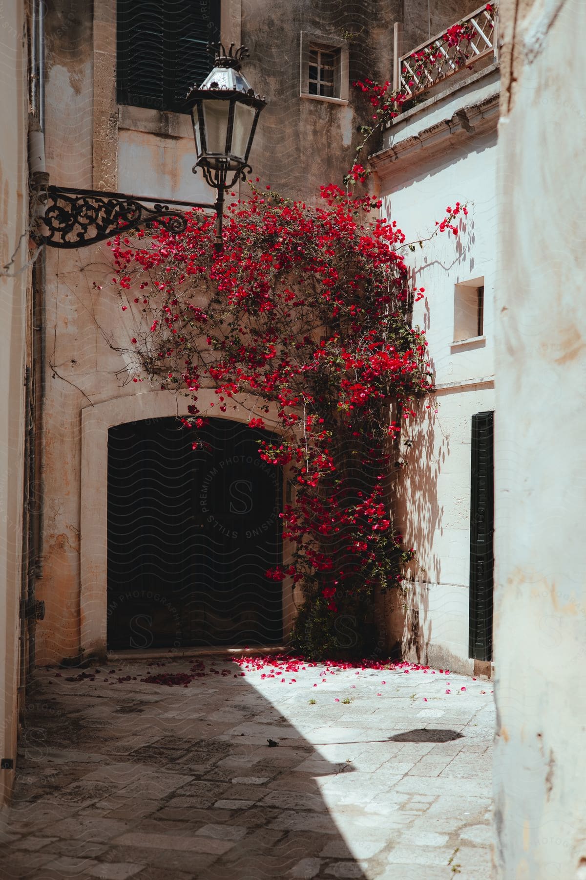 Alley with rustic and residential buildings like the pink flower that grows along the walls