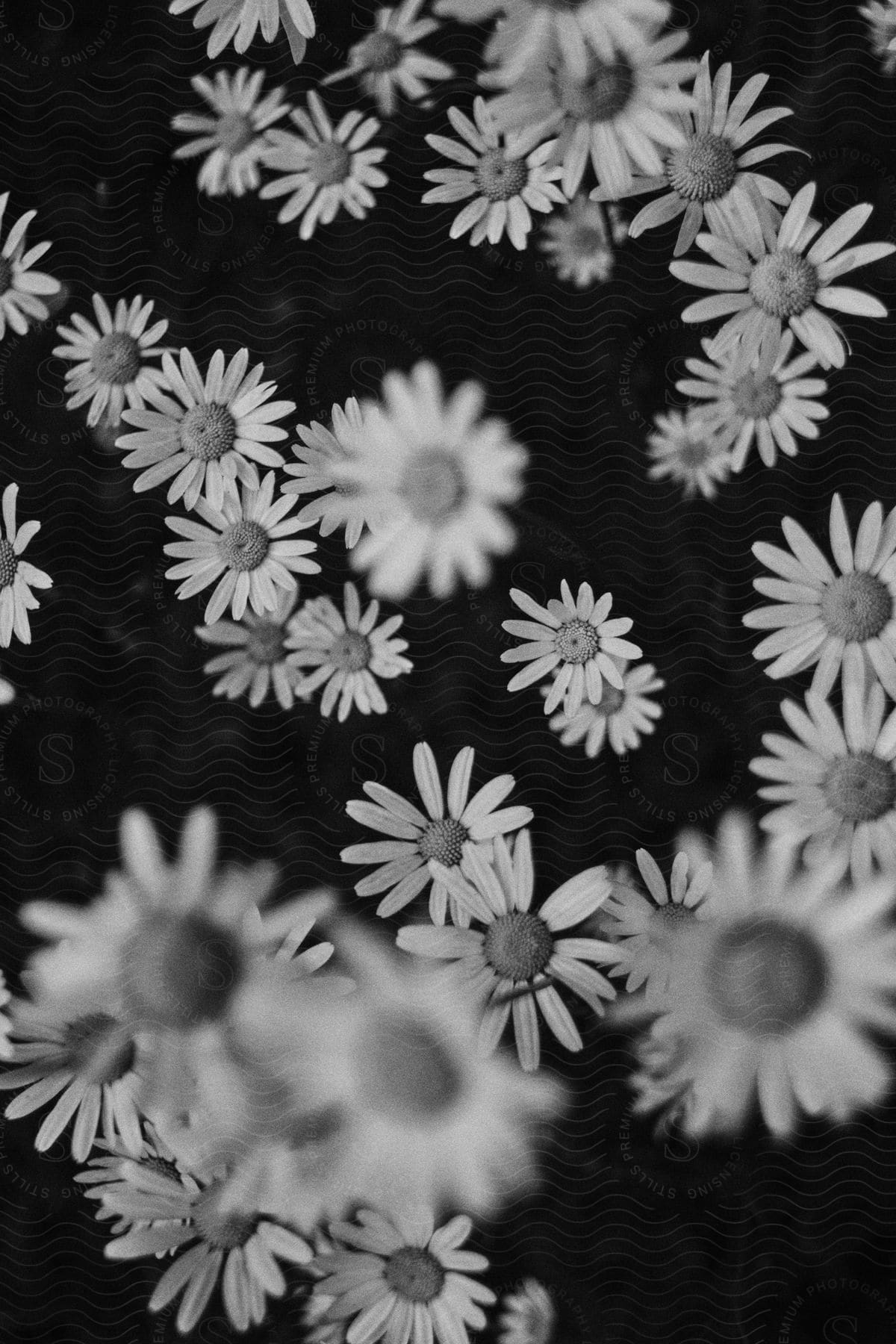 A cascade of abstract daisies plummets against an infinite black abyss