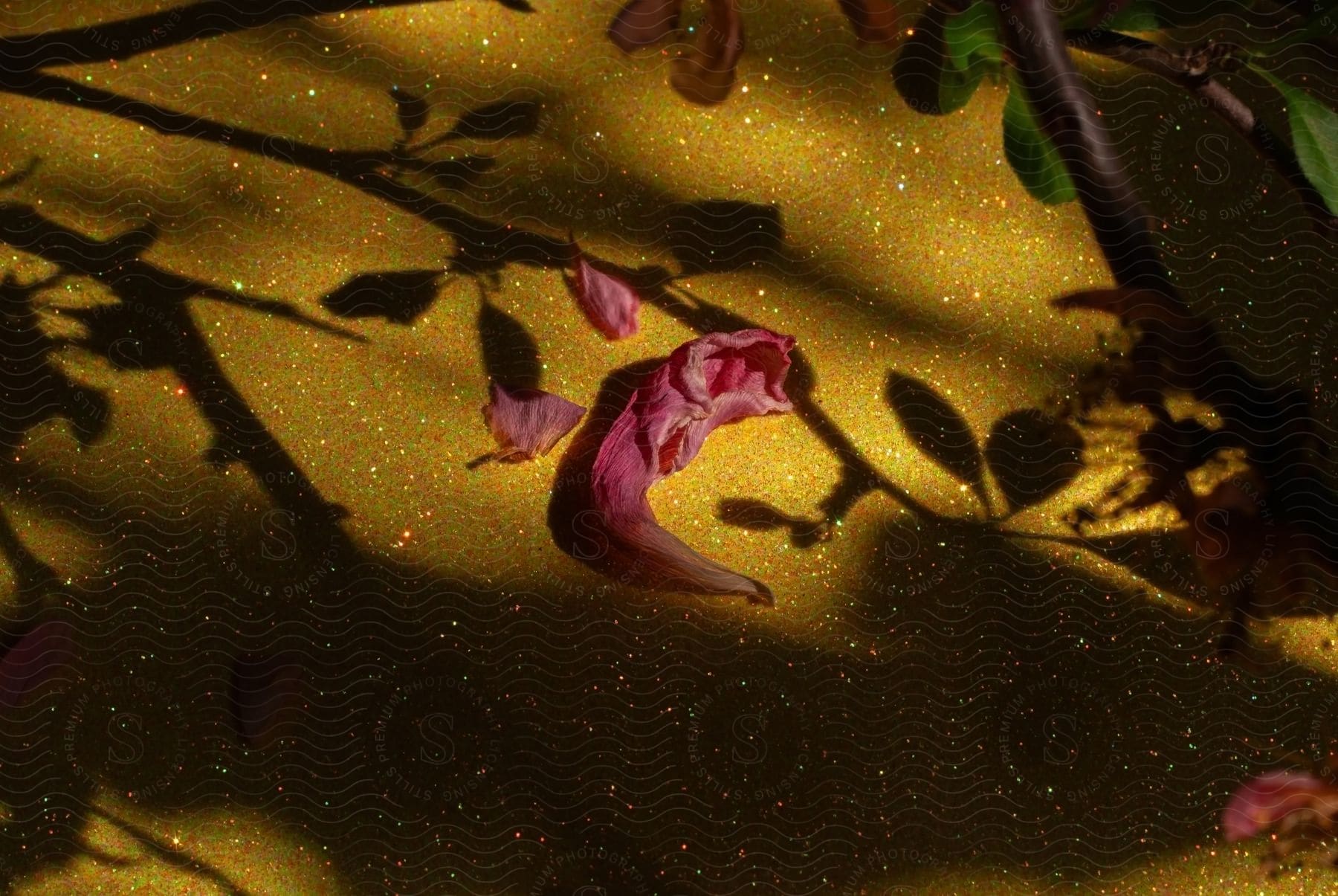 A withered pink petal rests on a glimmering gold surface, reflecting the surrounding leafy stems in its radiant sheen.