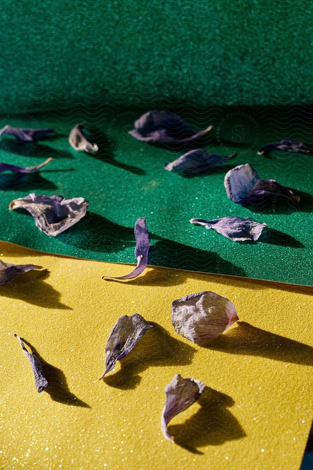 A scattering of colorful petals, rest on a smooth green and yellow cardboard surface.