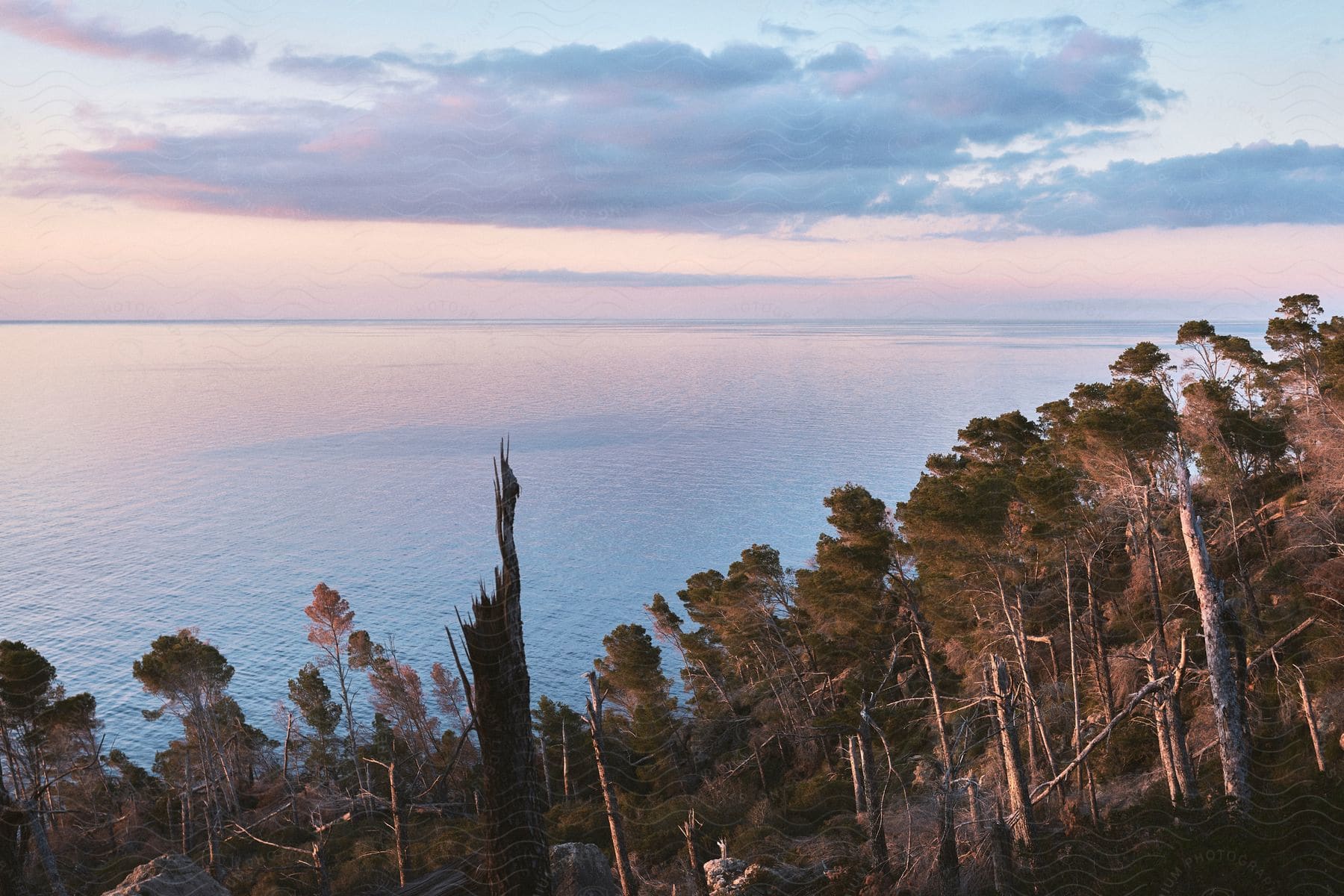 Several trees and pieces of wood planted on a sloping terrain that ends at the sea where it is possible to see the Horizon Line with the sky