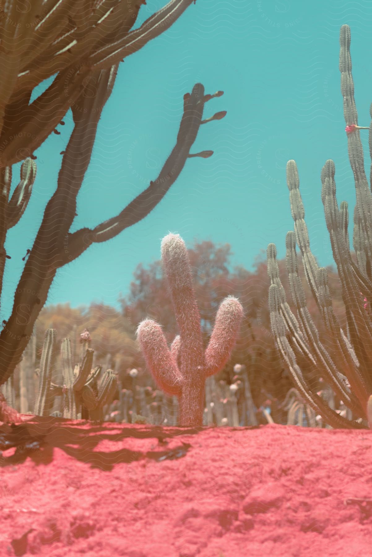 Cactus plants scattered across the wilderness with a pink substance covering the ground, all under the daylight.