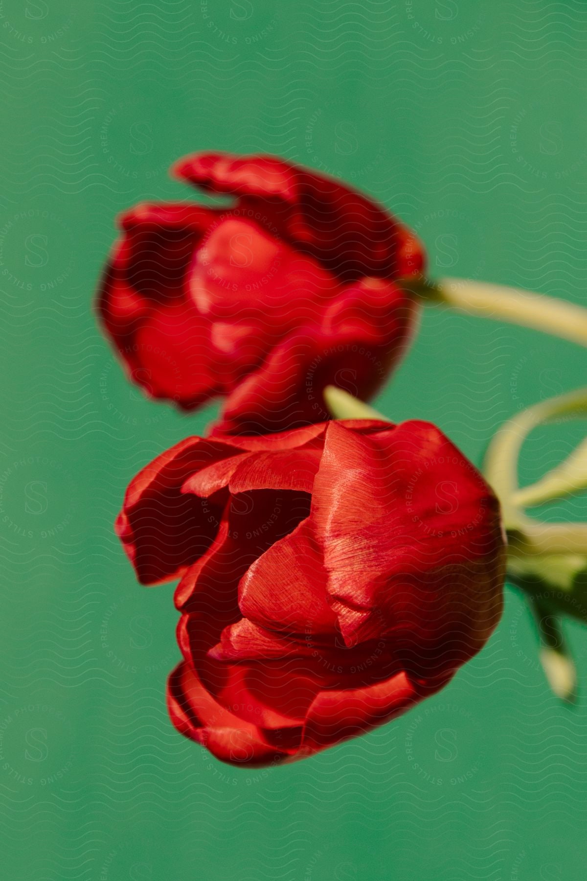 Two roses outdoors on a sunny day