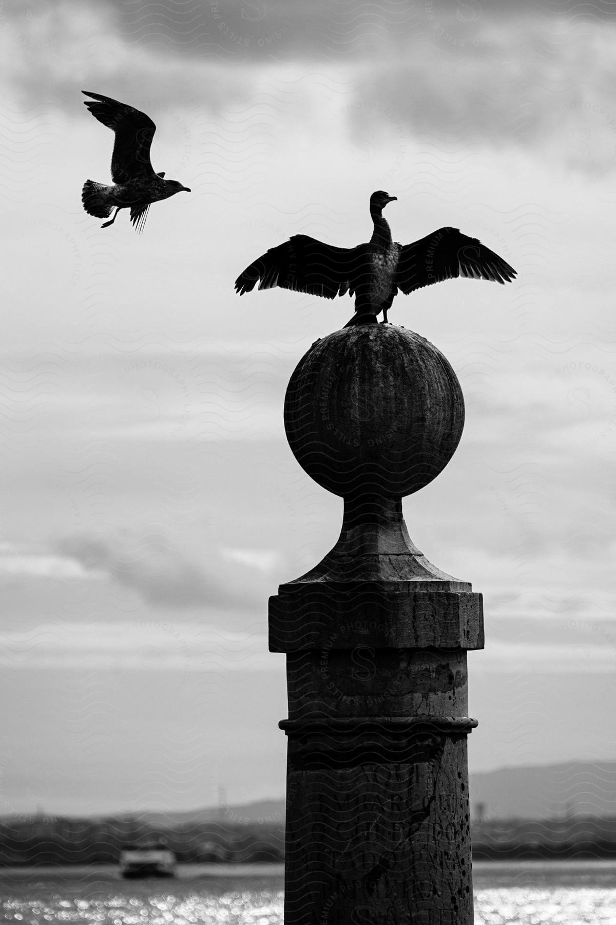 Two birds in the open air. One of them is perched with its wings spread on top of a spherical structure, while the other flies close to it.