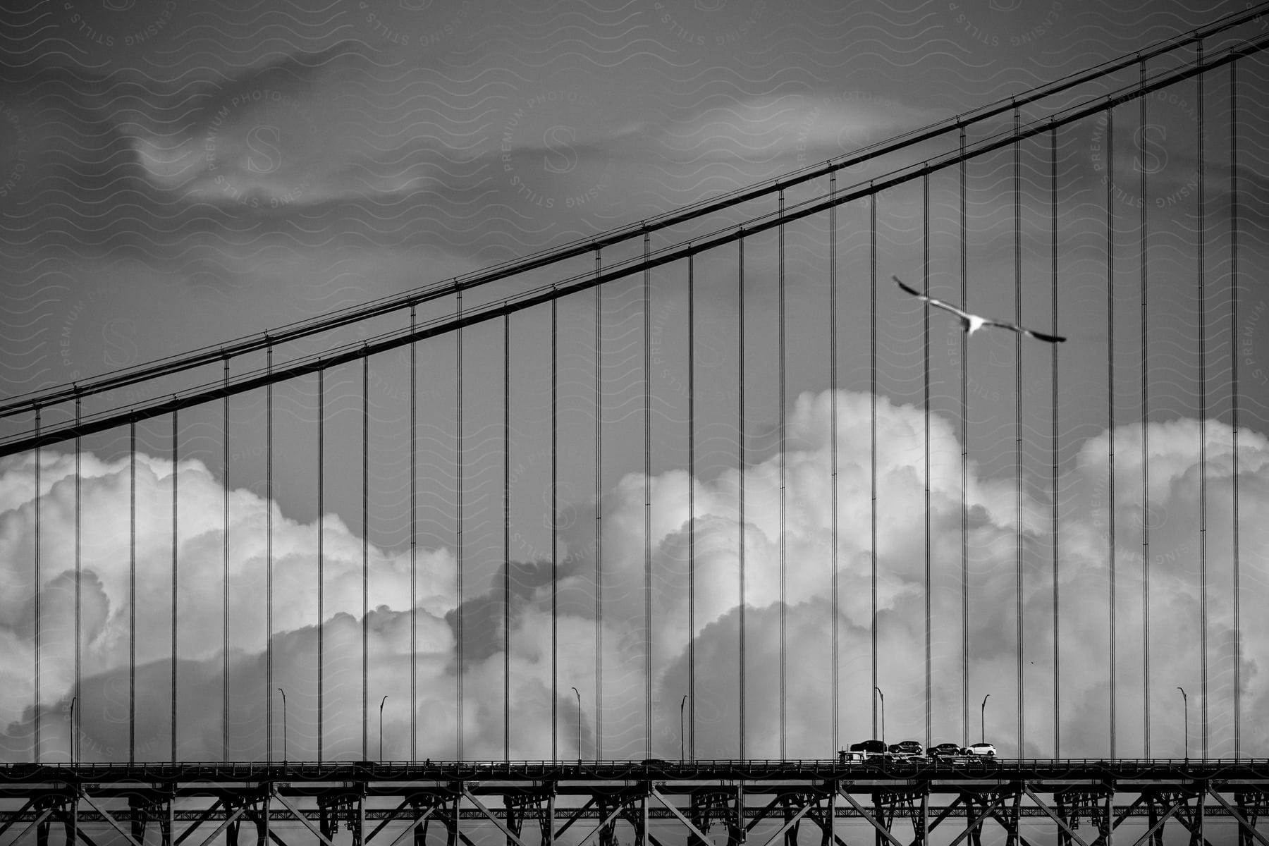 Seagull flies by bridge on cloudy day