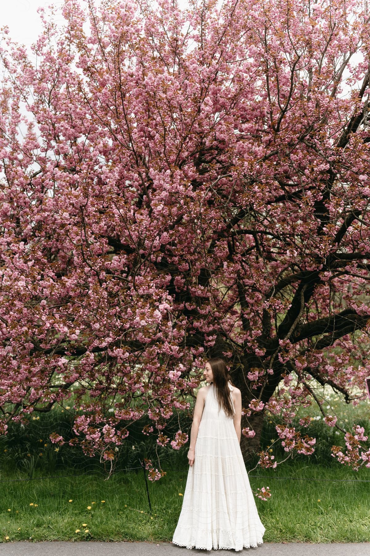 Young woman wearing a long white gown stands near a flowering cherry tree with her head turned