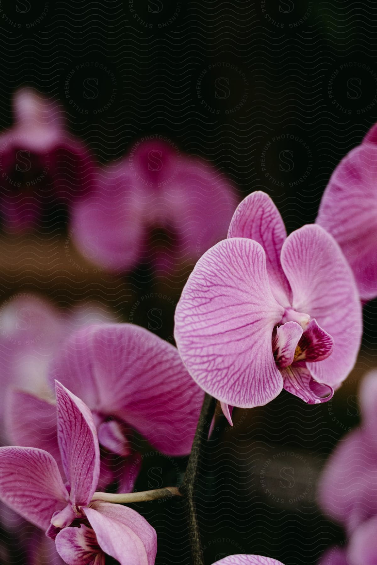 Close-up of vibrant purple orchids. The delicate petals display visible veins, creating an interesting texture. The dark background enhances the natural beauty of the flowers.