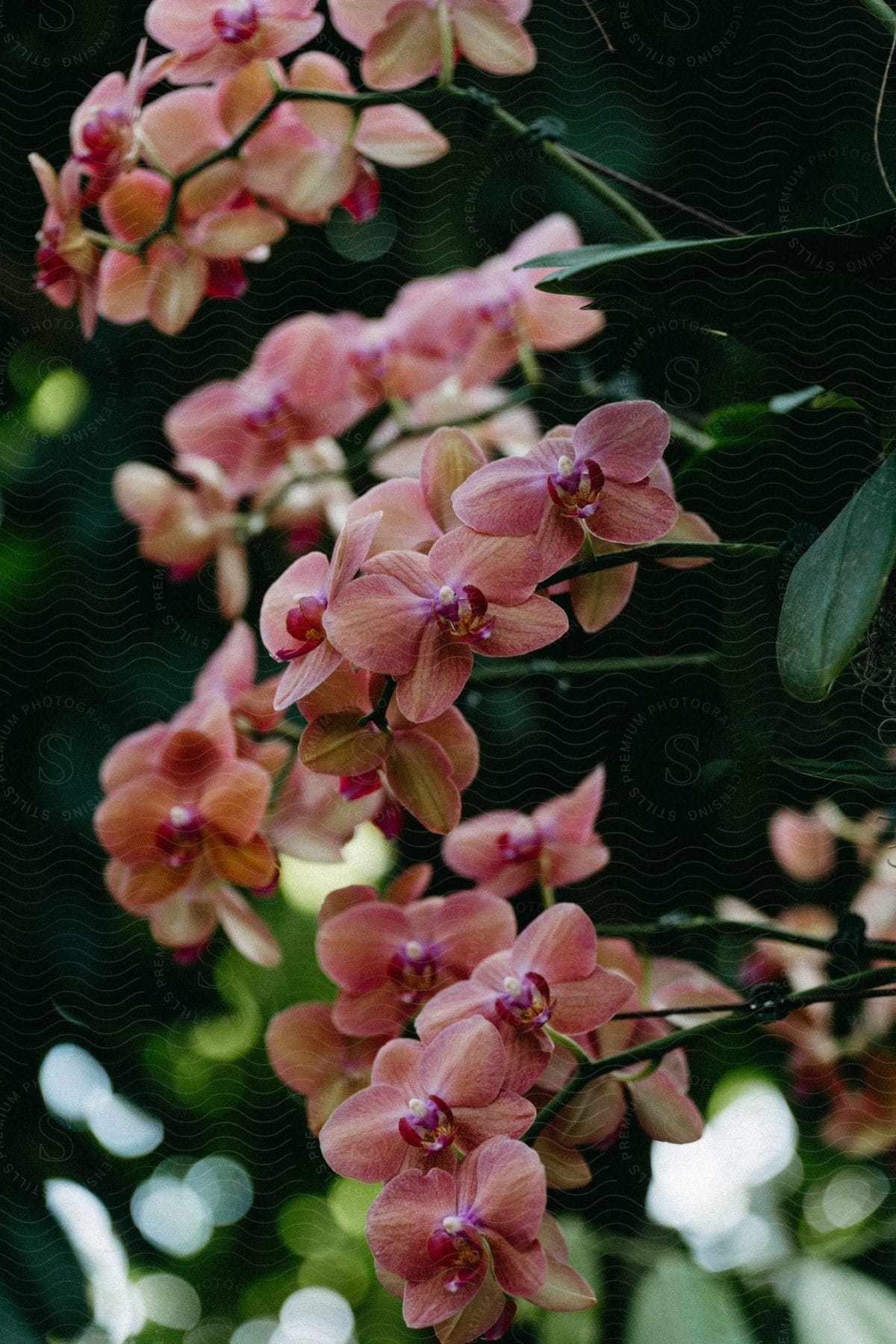 A group of vibrant pink orchids, blooming amidst the green foliage.