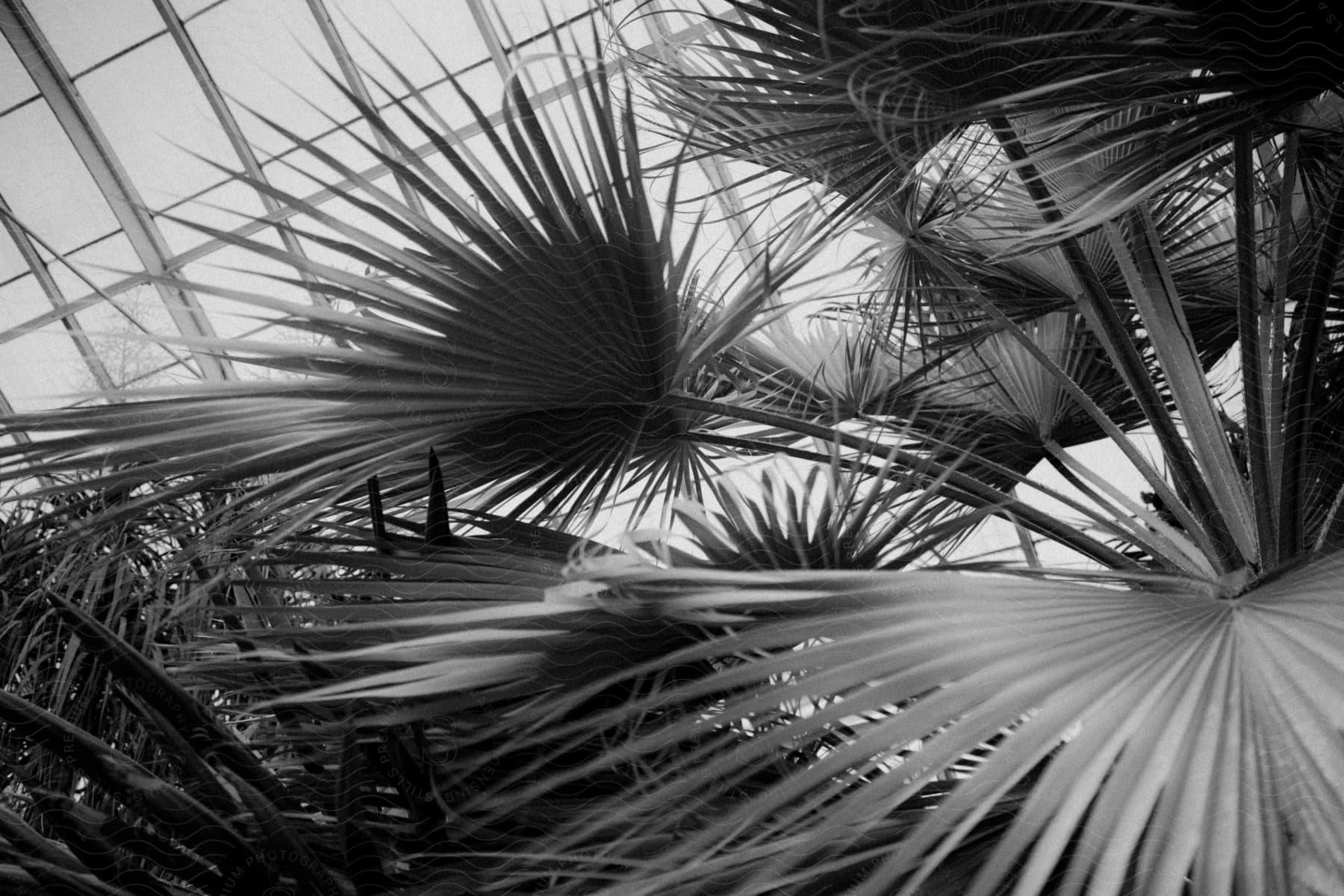 Stock photo of bahamas palm tree leaves in a building under a glass roof.