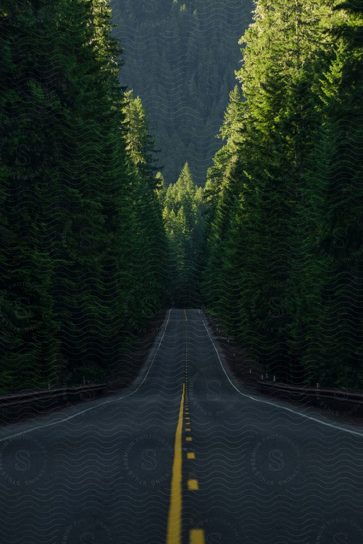 Straight road flanked by tall, dense evergreen trees and a forest in the background.