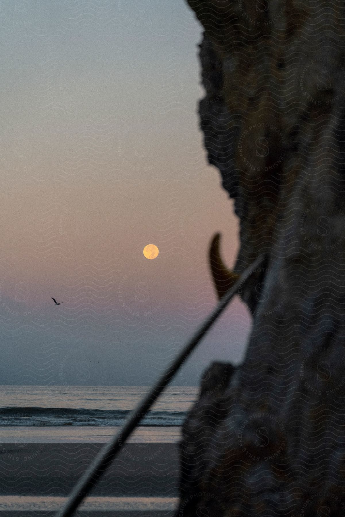 The moon and a bird over a beach, partially obscured by a rocky cliff.