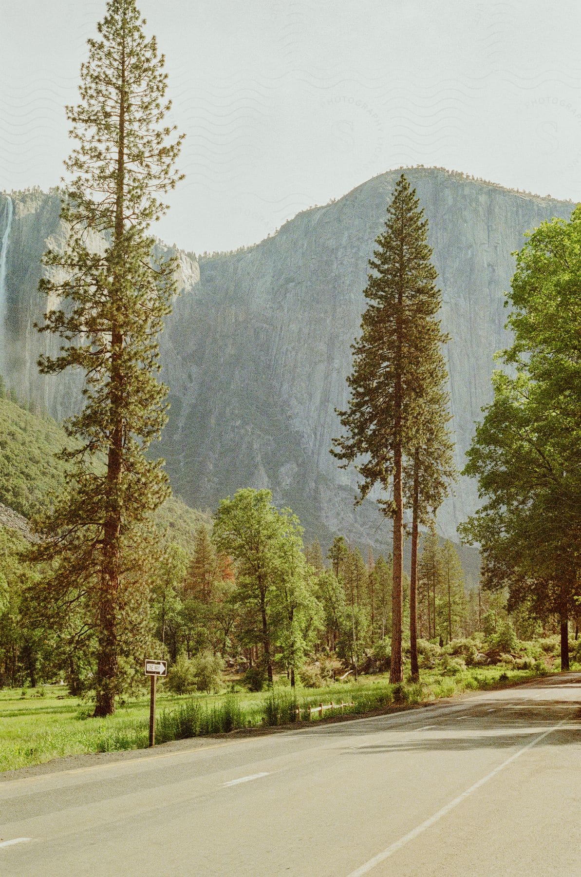 Road lined with tall pine trees leading towards a massive granite cliff with a waterfall in the left corner of the background.