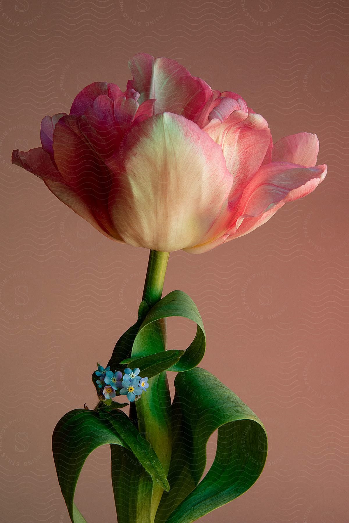 Pink tulip with green leaves is opening