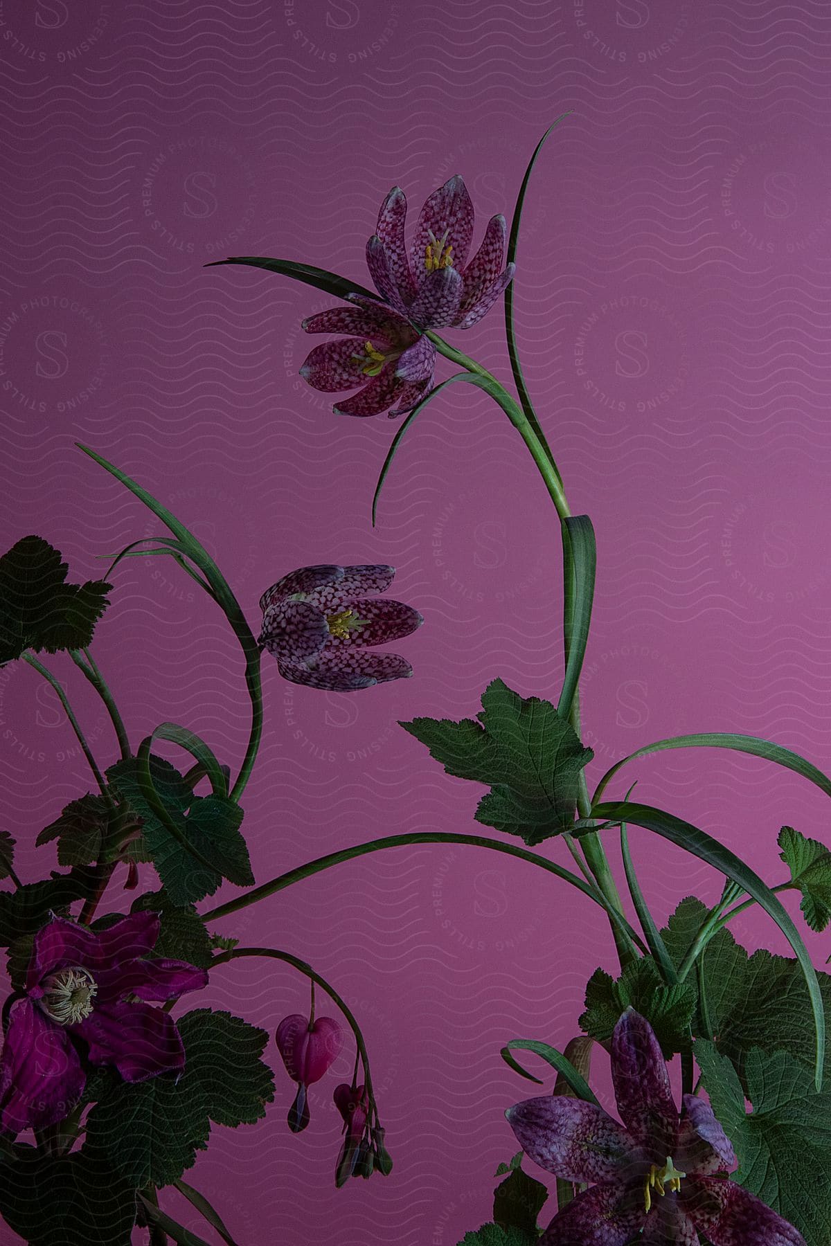 Close-up of a flower with purple spots and green foliage, against a pink background.