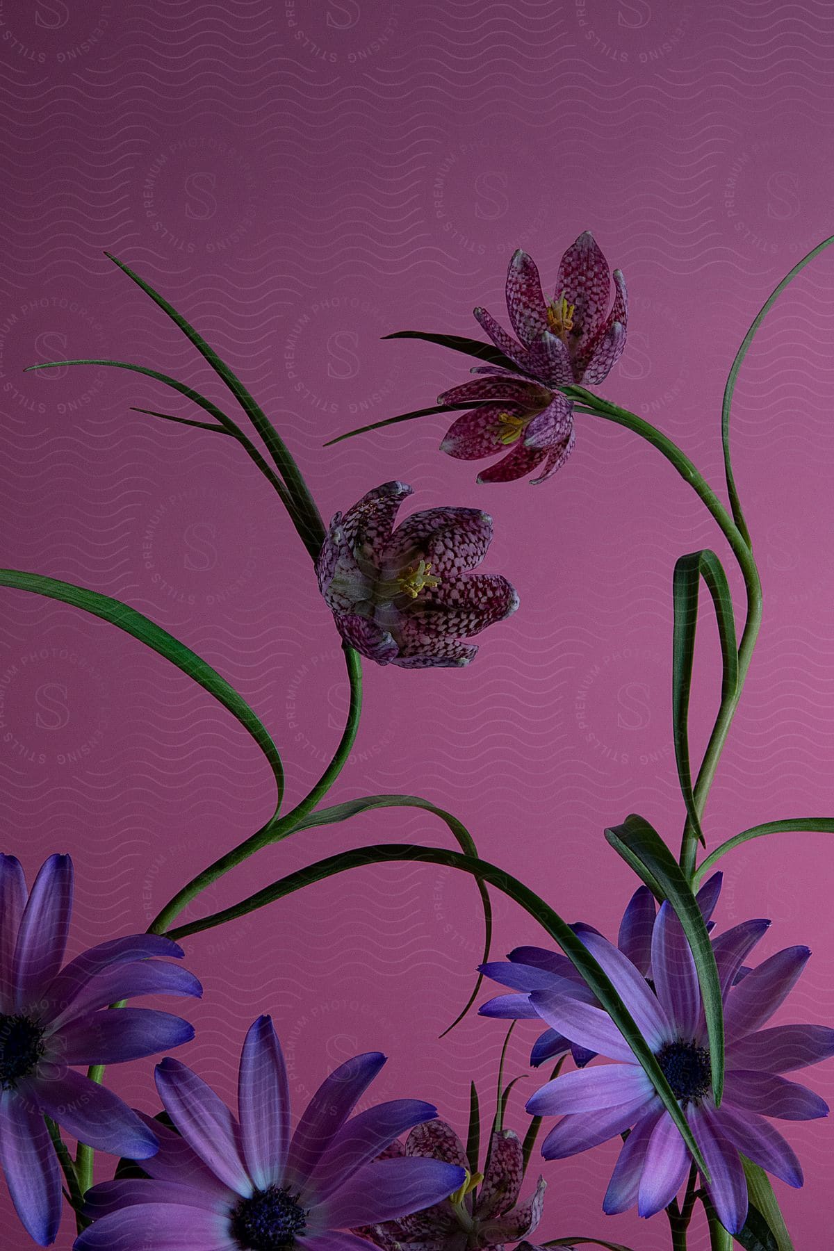 Collection of purple and pink flowers with green stems against a pink background.