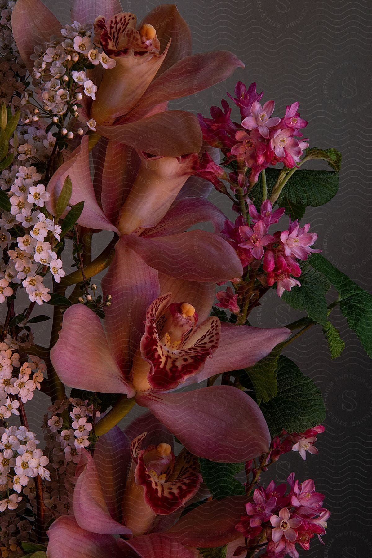 mauve orchid floral still life