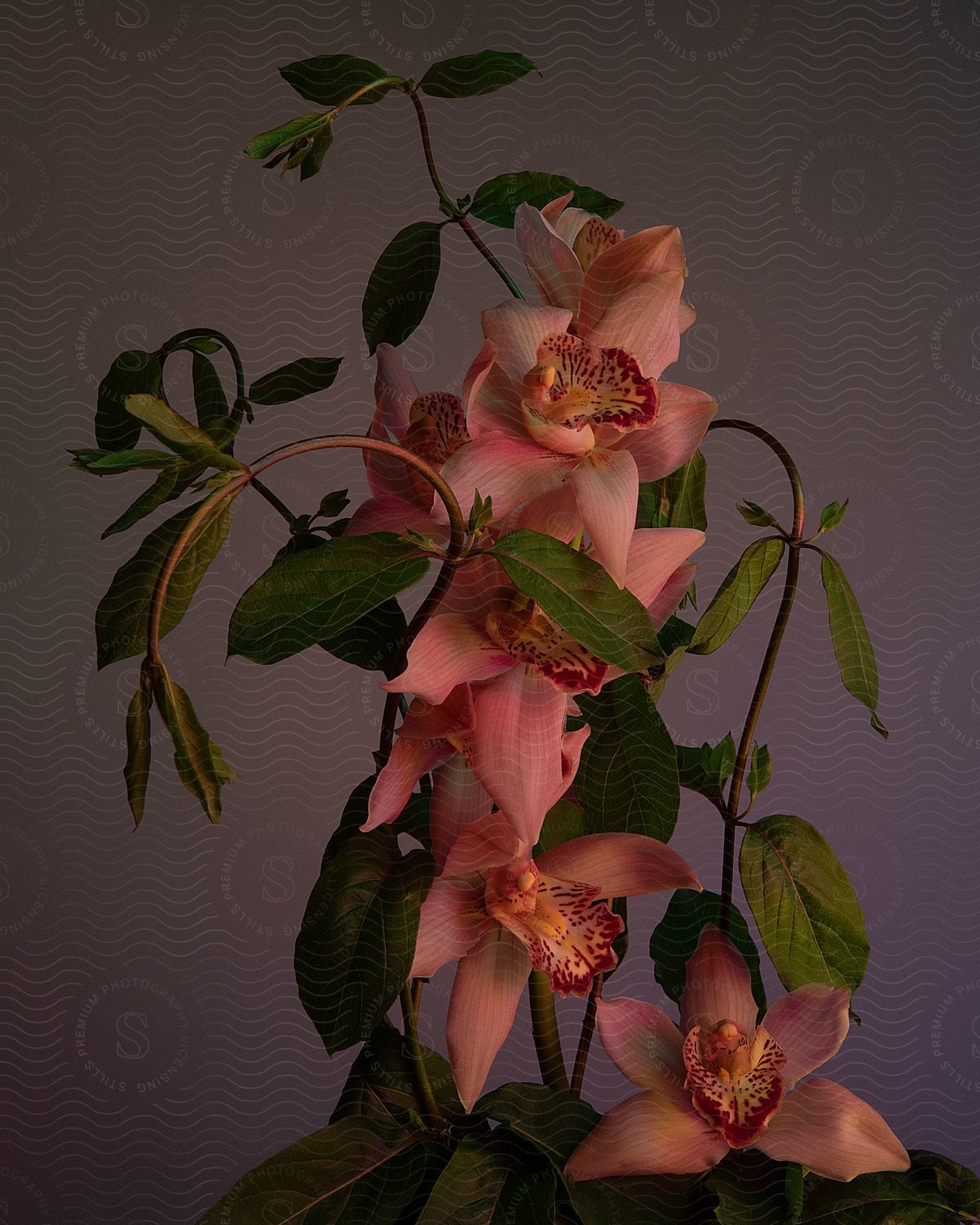 a bouquet of pink hydrangeas with green leaves