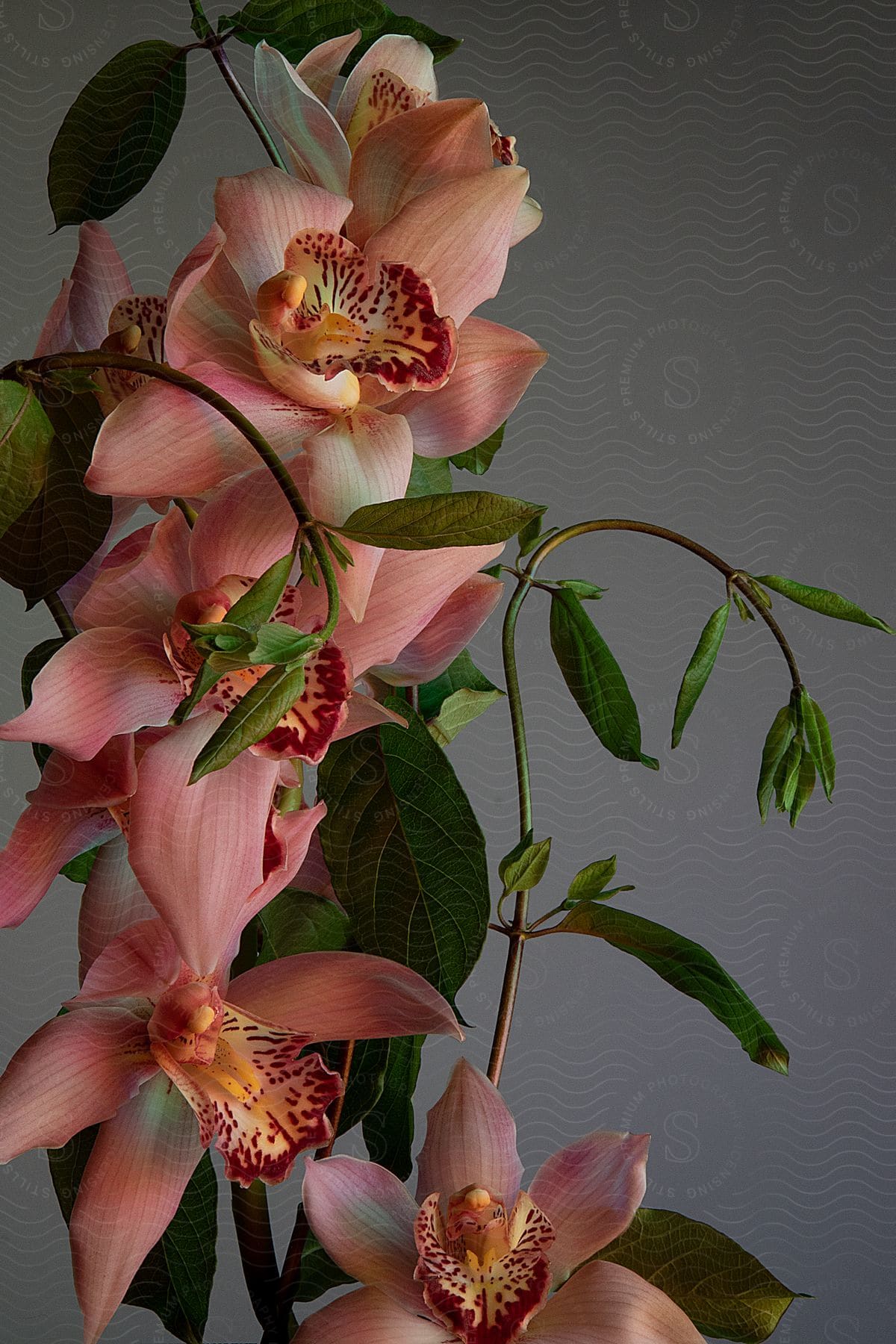 a bouquet of pink orchids on a gray background