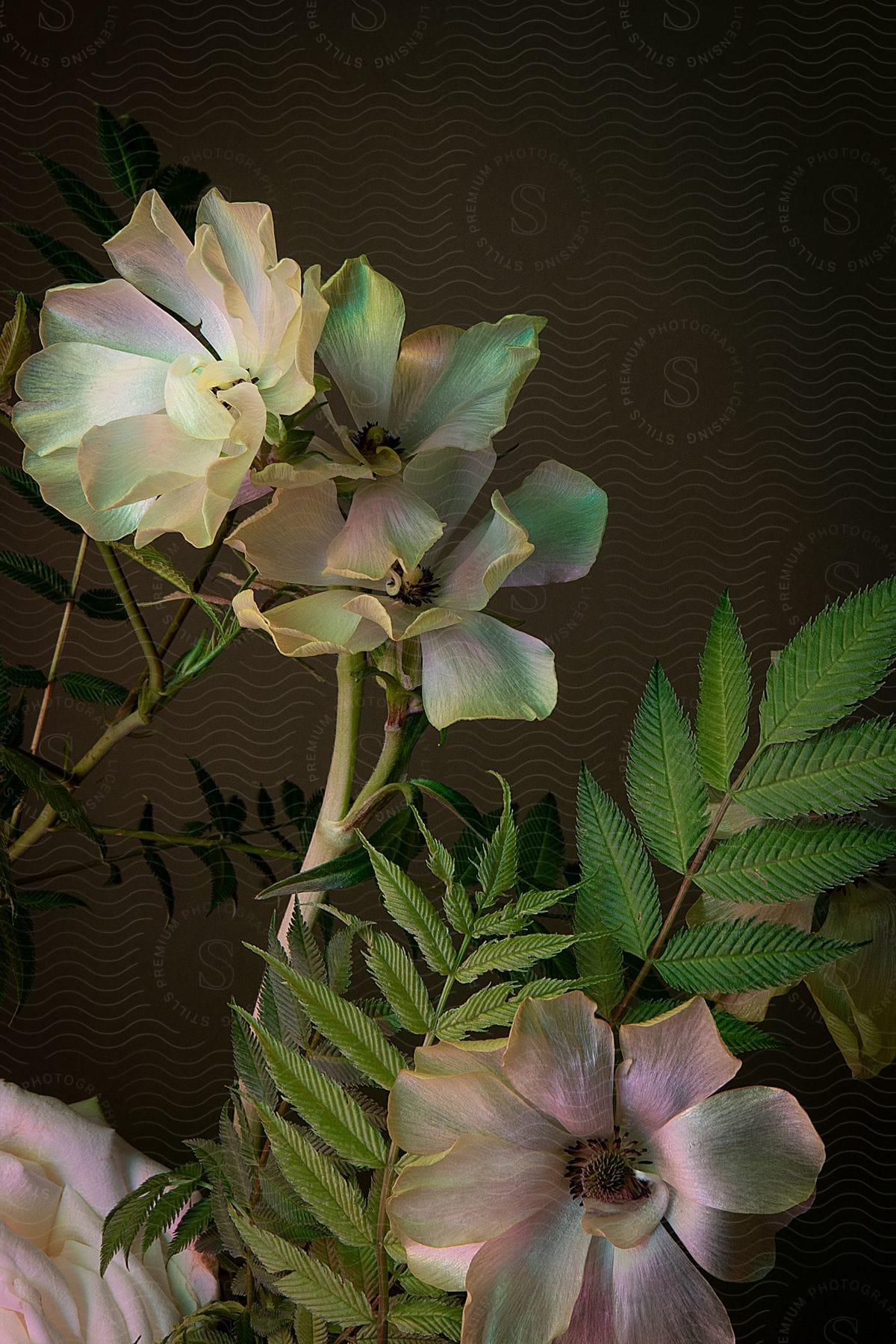 A close up image of a flower shot in the studio